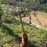 A Funtana Montestremo, Balagne, Haute Corse 度假居 Manso