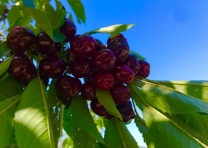 A Funtana Montestremo, Balagne, Haute Corse * Manso